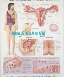 tranh 3d hệ thống sinh sản nữ